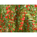 Freeze-Dry Goji Berry in Ningxia